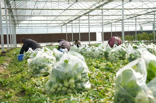 漫長的季節里，反復愛上豎新鎮的植物提取物研發