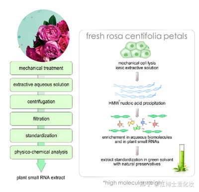 植物提取物 化妝品中的智慧之選，還是營銷噱頭？